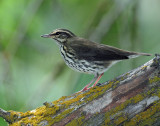 Waterthrush, Northern