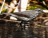 Waterthrush, Northern