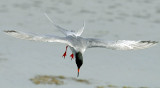 Terns, Forsters