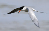 Terns, Forsters