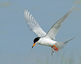 Terns, Forsters