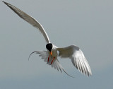 Terns, Forsters