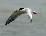 Terns, Forsters