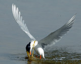 Terns Forsters