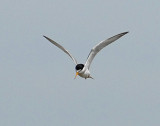 Tern, least