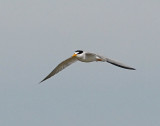 Tern, least