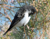 Eastern Kingbird (with a blush)