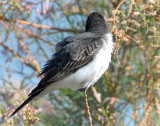 Eastern Kingbird (with a blush)