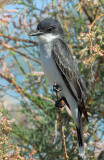 Kingbird, Eastern