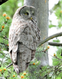 Owl, Great Gray