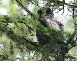 Owl, Great Gray