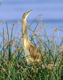 Bittern, American