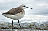 Phalarope, Wilsons (1st Year)