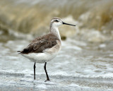 Phalarope, Wilsons (1st Year)