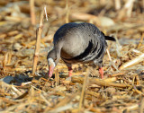 Geese, Greater White-fronted