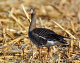 Geese, Greater White-fronted