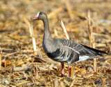 Geese, Greater White-fronted