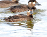 Scoter, Surf