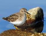 Sandpipers Least