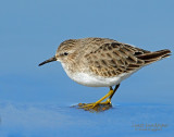 Sandpipers Least