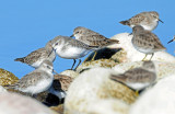 Sandpiper, Western