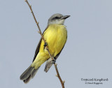 Kingbird, Tropical