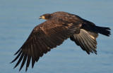 Eagle, Bald