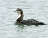 Loon Pacific D-005.jpg