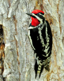 Red-napped Sapsucker