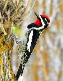 Red-napped Sapsucker