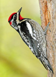 Red-napped Sapsucker