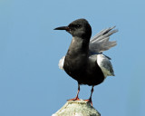 Terns, Black