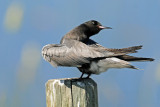 Terns, Black