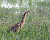 Bittern, American