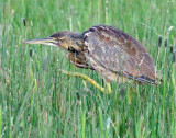 Bittern, American