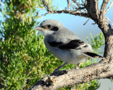 Shrike, Loggerhead (Fledgling)