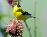 Goldfinch, American