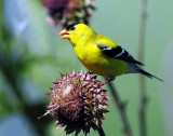 Goldfinch, American