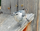 Nuthatch, White-breasted