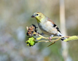 Goldfinch, American (non-breeding)
