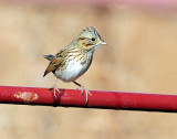 Sparrows, Lincolns