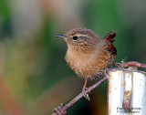 Wren, Pacific