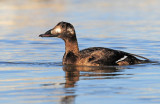 Scoter, White-winged