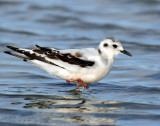 Gull, Little