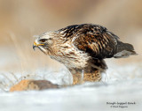 Hawk, Rough-legged