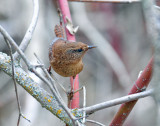 Wren, Pacific