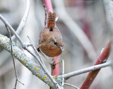 Wren, Pacific