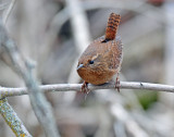 Wren, Pacific