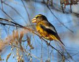 Grosbeak, Evening