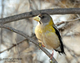 Grosbeak, Evening